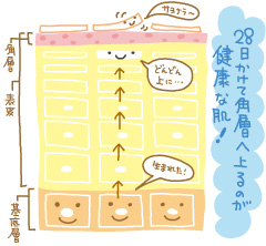 (画像:ターンオーバーのイメージ)