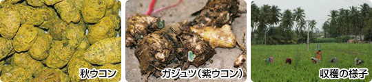 秋ウコン、ガジュツ（紫ウコン）などを配合！